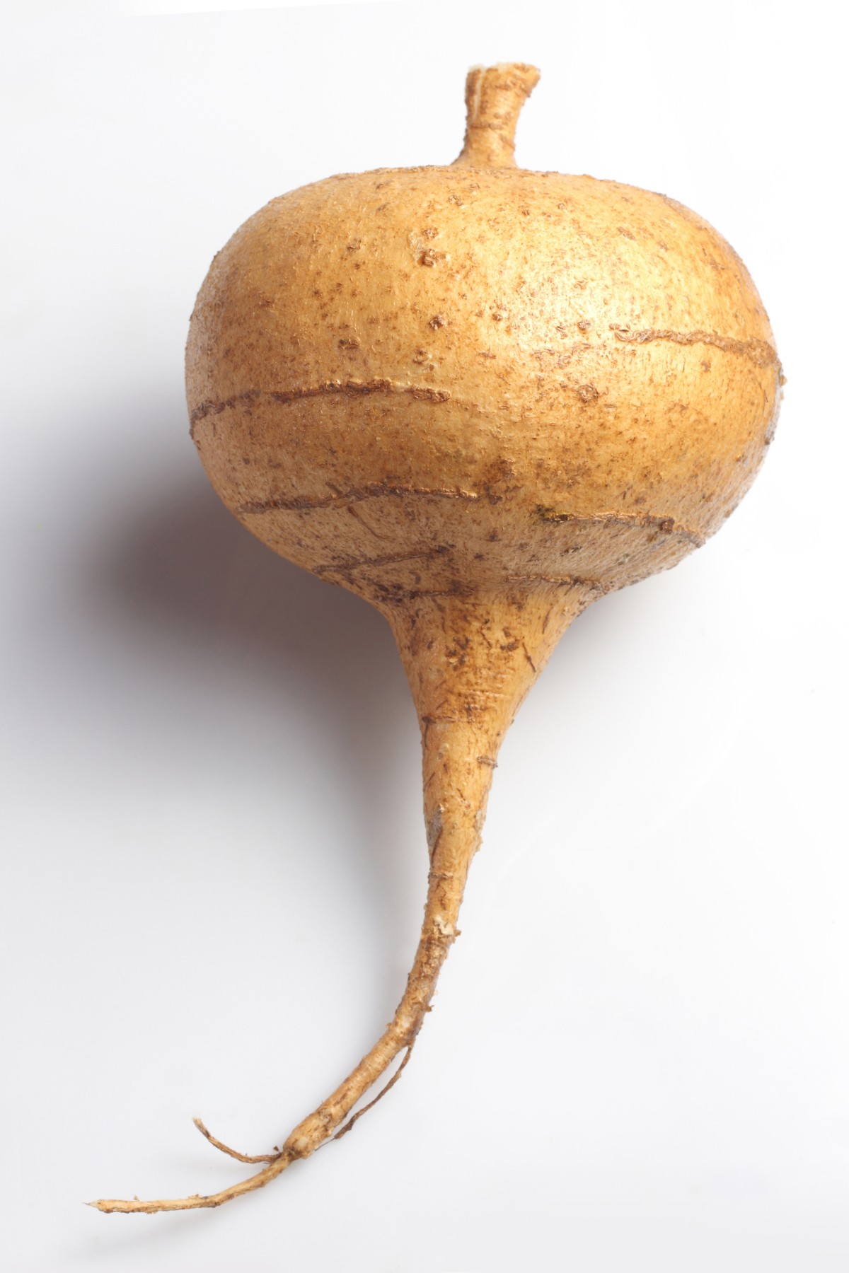 a single jicama