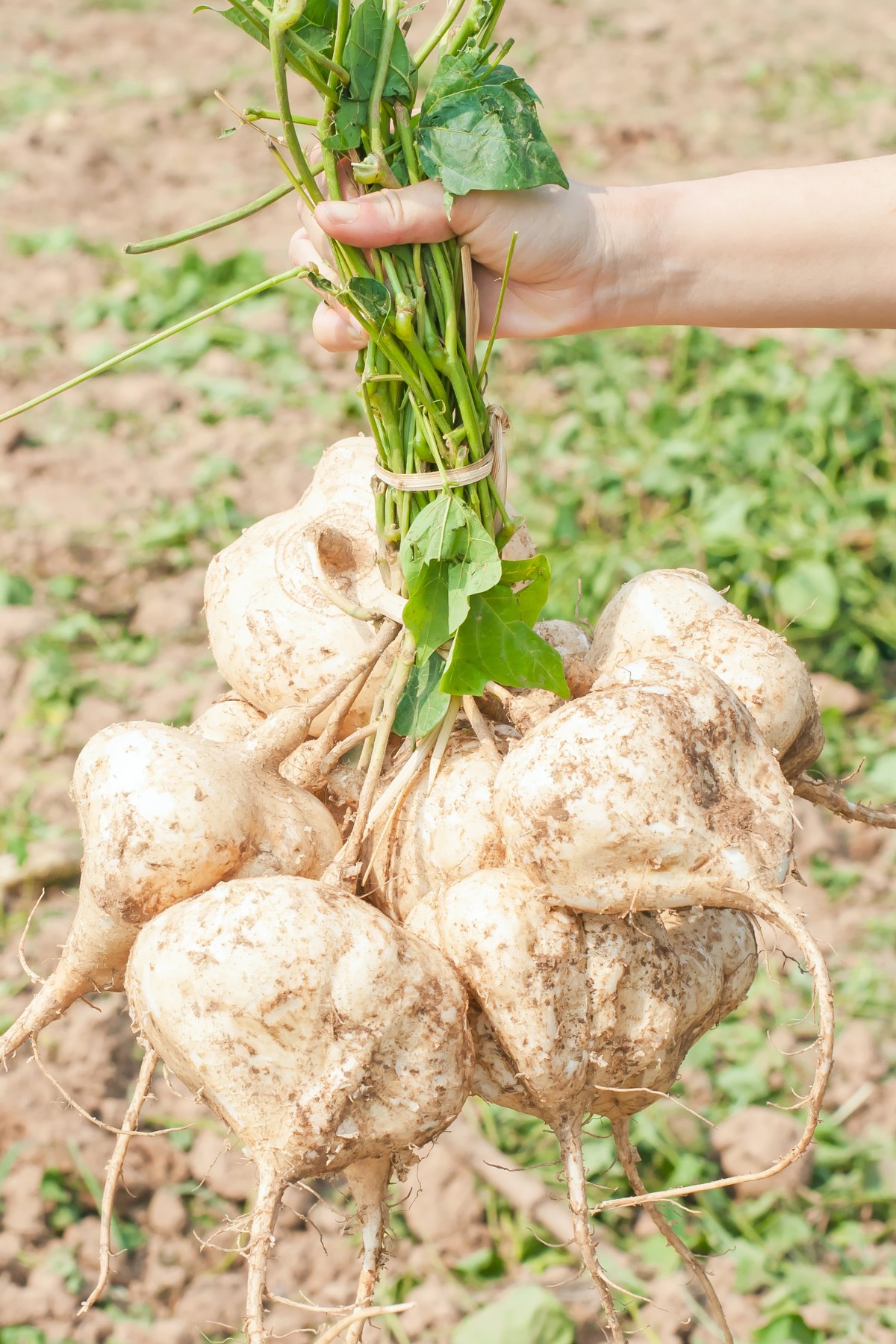 rooted jicama picking